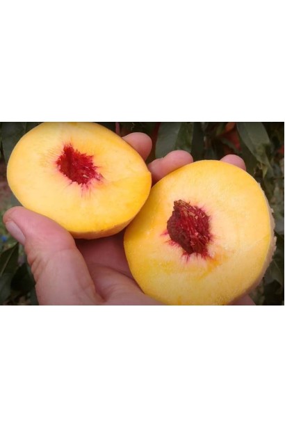 Персик домашній ‘Флемінг Фьюрі’ в розрізі